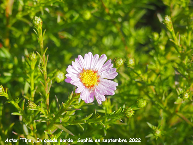 Aster 'Tina'