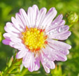 Aster 'Tina'