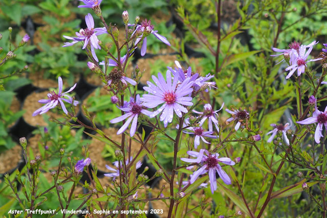 Aster 'Treffpuynkt'