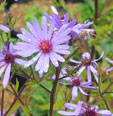 Aster 'Treffpunkt'