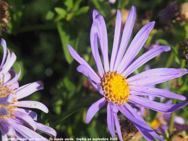 Aster 'Wunder von Stafa'