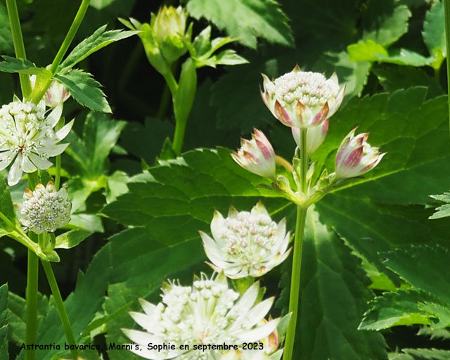 Astrantia bavarica