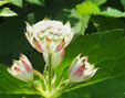 Astrantia bavarica