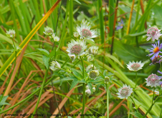 Astrantia major 'Florence'