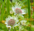 Astrantia major 'Florence'