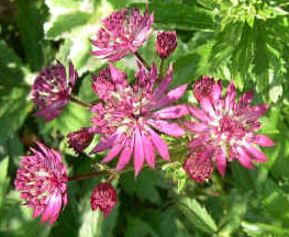 Astrantia  major 'Ruby Wedding'