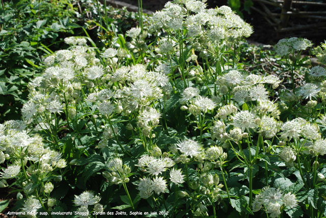 Astrantia major ssp. involucrata 'Shaggy'