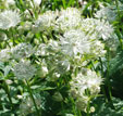 Astrantia major subsp. i. 'Shaggy'