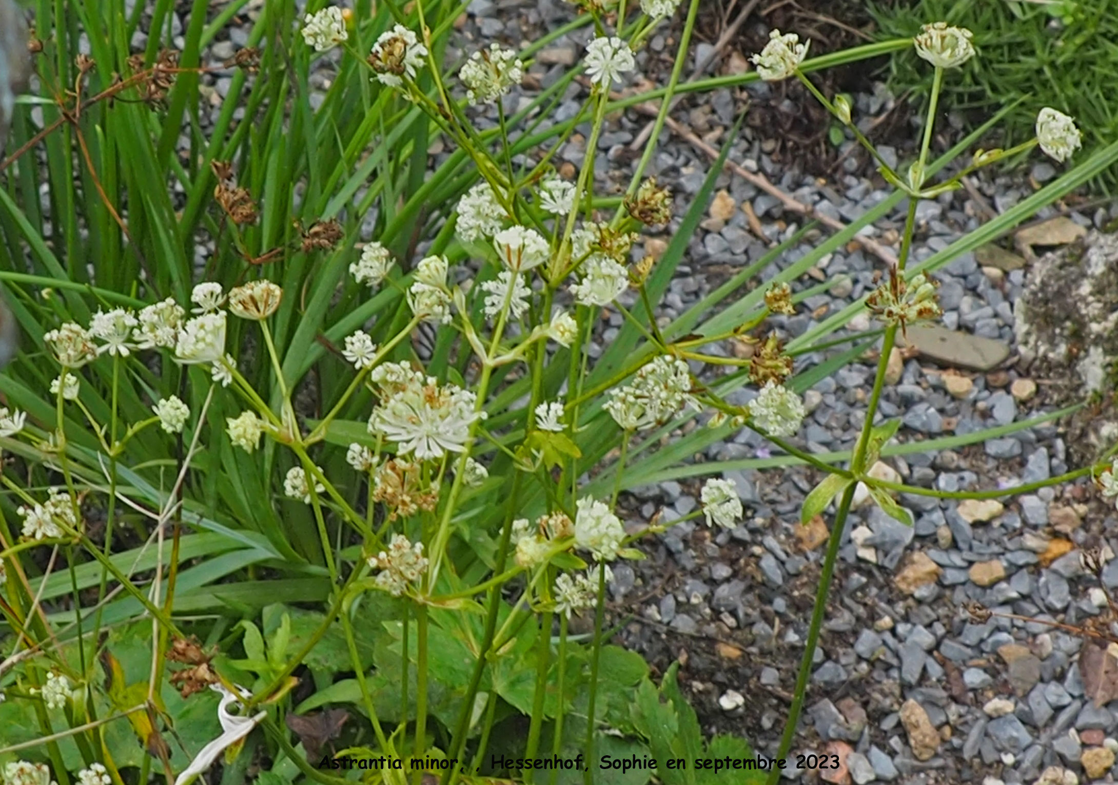 Astrantia minor