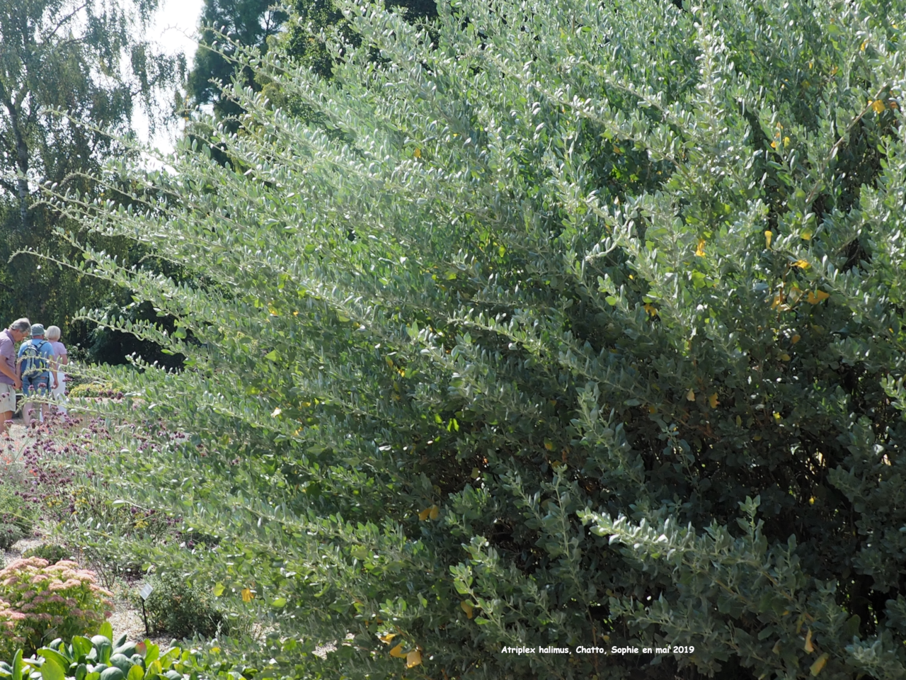 Atriplex halimus