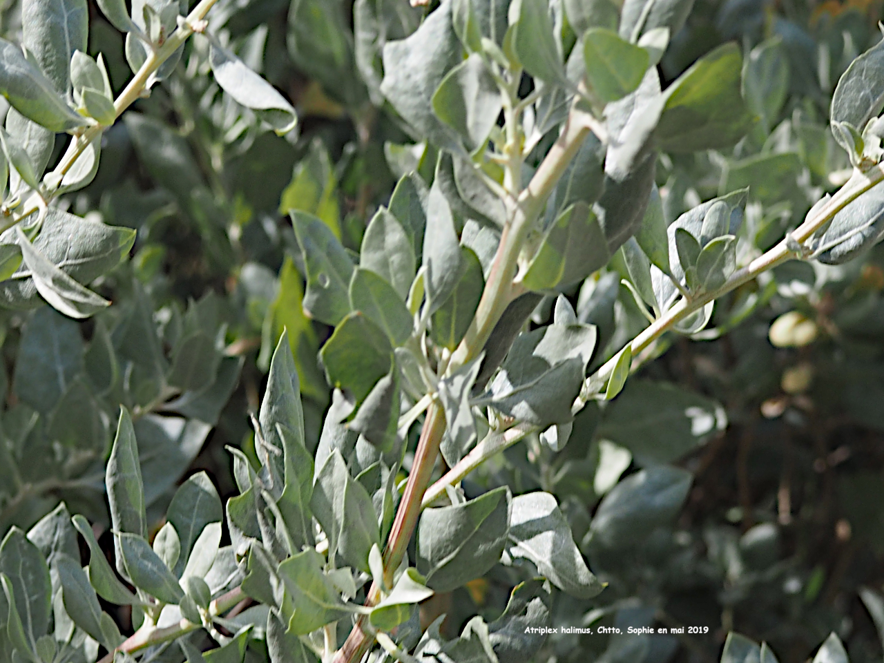 Atriplex halimus