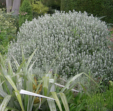 Atriplex halimus