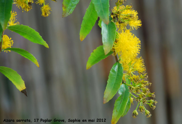 Azara serrata