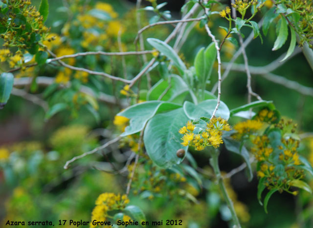 Azara serrata