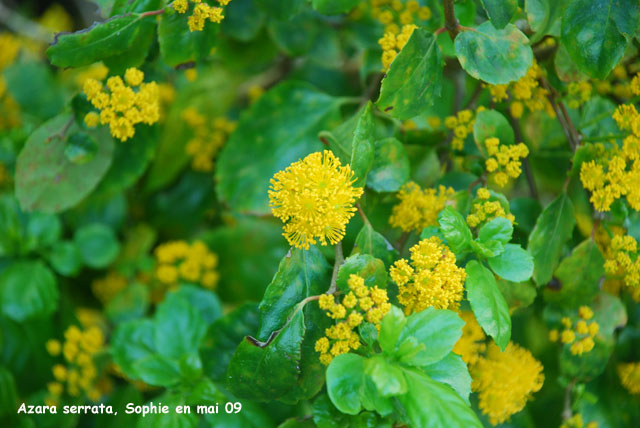 Azara serrata