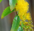 Azara serrata