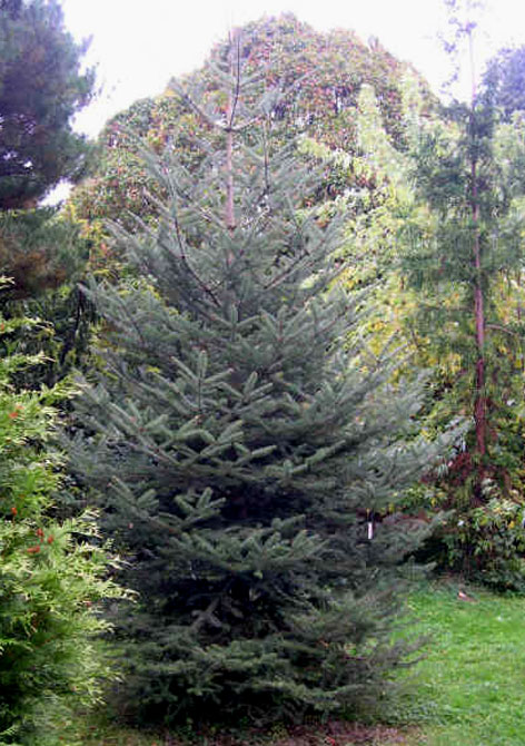 Abies cephalonica