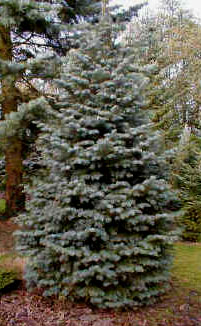 Abies concolor