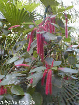 Acalypha hispida