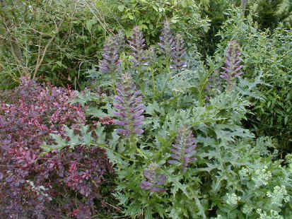 photo d'Acanthus spinosus