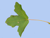 Acer monspessulanum