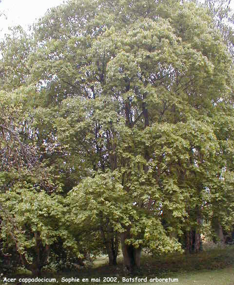 Acer cappadocicum