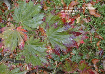 Photo d'un Acer japonicum 'Aconitifolium'