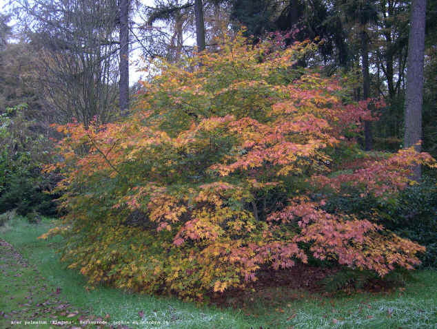 Acer palmatum 'Elegans'