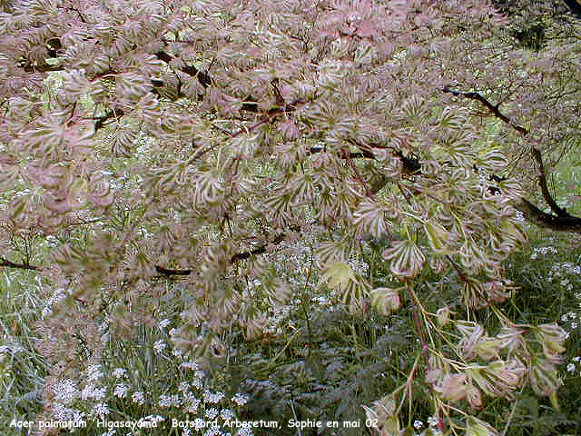 Acer palmatum 'Higasayama''