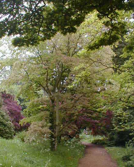 Acer palmatum 'Higasayama'  Batsford Arboretum