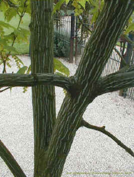 &eacute;corce d'un acer pennsylvanicum