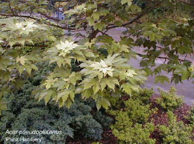 Acer pseudoplatanus 'Prinz Handjery'