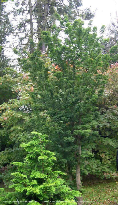 Acer palmatum 'Shishigashira'