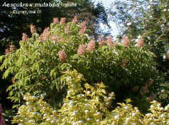 Aesculus x mutabilis 'Induta'