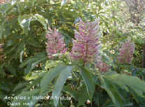 Aesculus x mutabilis 'Induta'