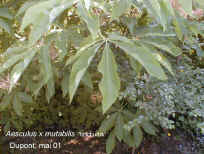 Aesculus x mutabilis 'Induta'