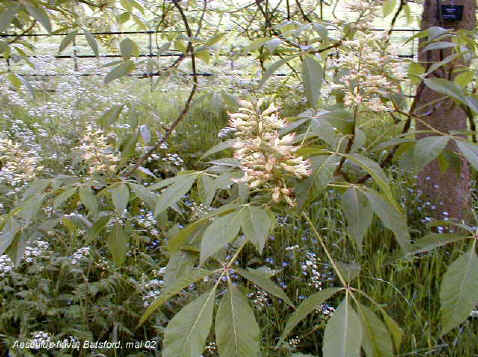 Aesculus flava