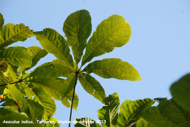 Aesculus indica