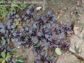 Ajuga reptans 'Atropurpurea'