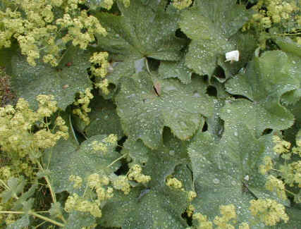 Akchemilla mollis