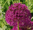 Allium hollandicum 'Purple Sensation'