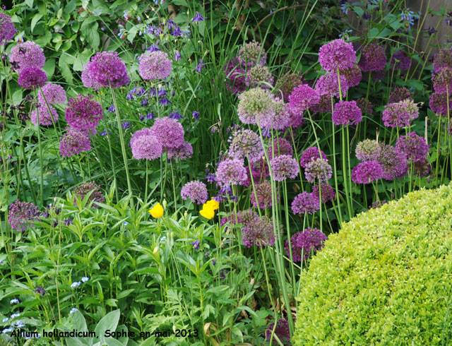 Allium hollandicum