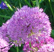 Allium hollandicum