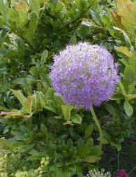 Allium giganteum