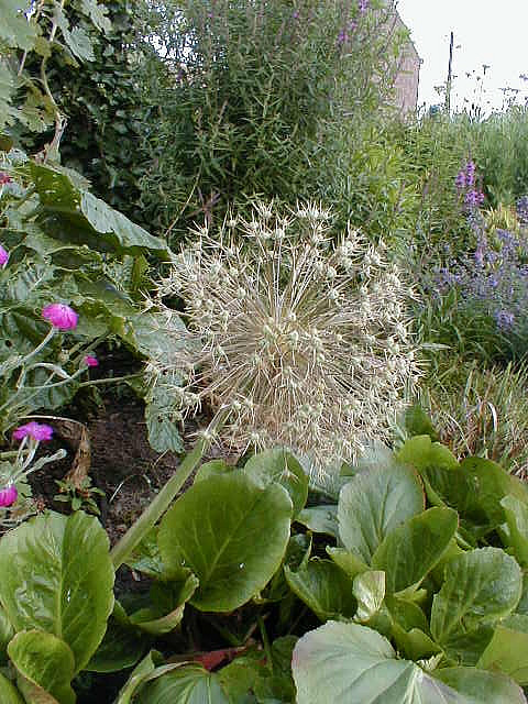 Allium christophii fan&eacute;