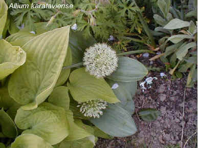 Allium karataviense 'Ivory Queen'