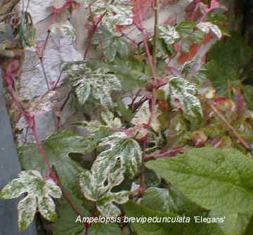 Ampelopsis brevipedunculata 'Elegans'