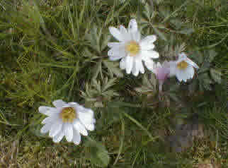 Anemone blanda 'White Splendour'