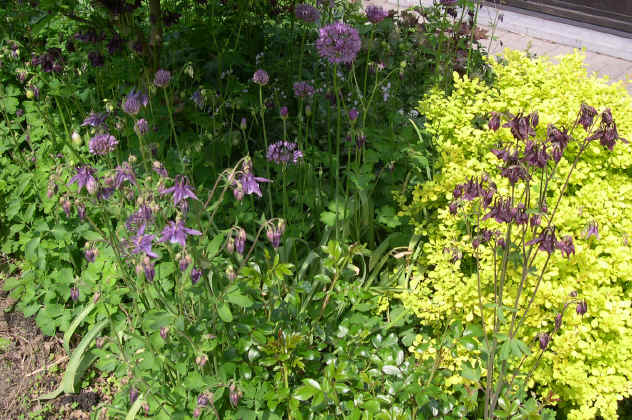 Aquilegia atrata et Allium aflatunense