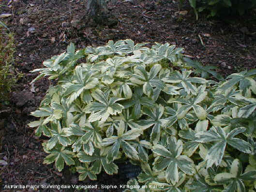 Astrantia major 'Sunningdale Variegated'